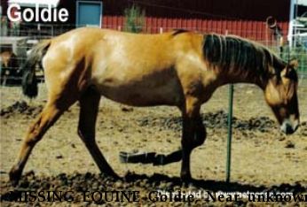 MISSING EQUINE Goldie, Near unknown, MS, 00000